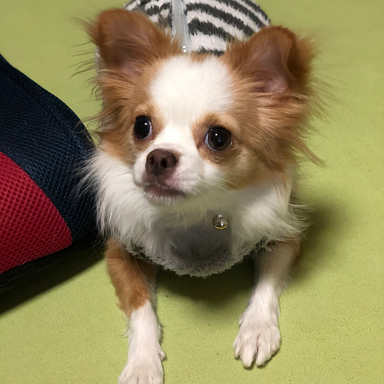 小春は明け方4:00過ぎに💩でる舞✨

頼む❣️
5:30にアラームで起きるから
それまで待ってくれ〜❣️🤣🤣🤣

あんまりコマンドを教えてないのですが
フセとマテが出来るようになってきました✨
得意技は、オカワリです👍
オテ出来ないのに🤣🤣🤣
