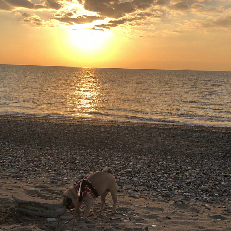 昨日は夕陽がキレイでした🌆