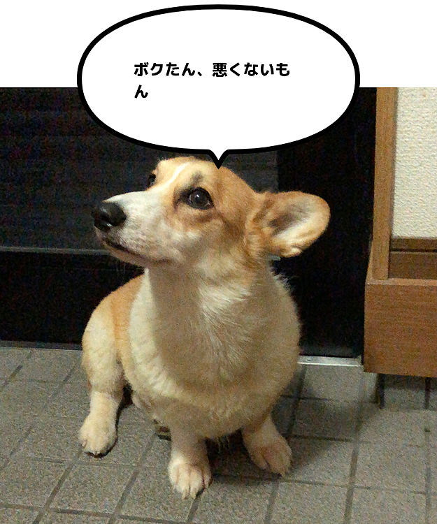 本人なぜ散歩途中でやめたのか分からず💦
また行けると思い玄関から動かず😱
もういかないよ🌀って、おかーたんに言われまちた💦