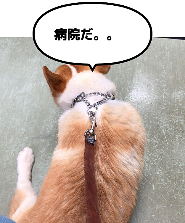 お口の赤いの見てもらいに病院へ😊
今回で治療終了😊
よかったね😍
先生に、今日はご機嫌斜めだね💦と言われまちた🤣🤣🤣