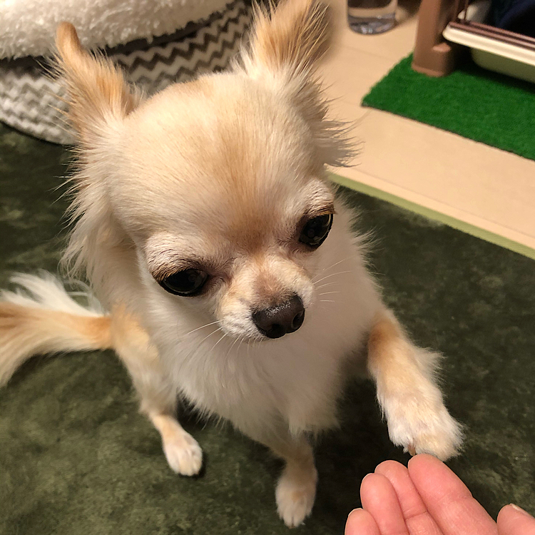 早く早くちょうだい🐶💢