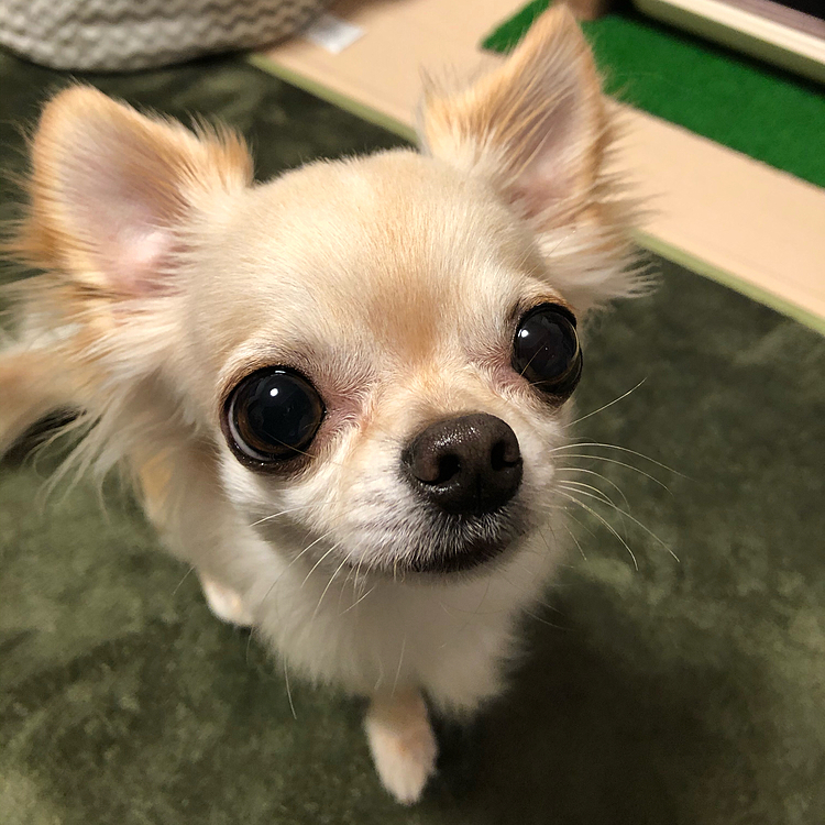 もっと食べたいでちゅ〜🐶ってアピールしてます🤣🤣こんな目で見つめられたらオヤツあげちゃいます😂😂