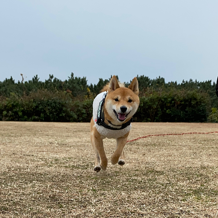 降りはじめる前にお散歩できてよかったです😄