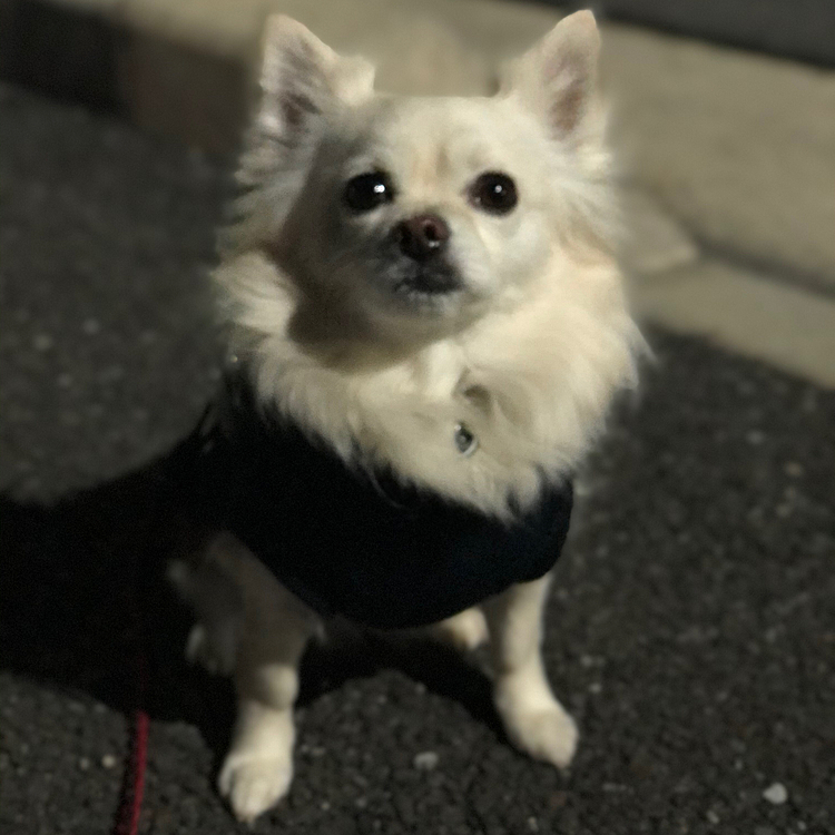 おはようございます😄
今朝は風が強くて寒いですね💦

小雪は今朝も元気いっぱいお散歩してきました🎵🐶
帰り道でお隣のはっちゃんに会ったから一緒に帰ってきたよ💕