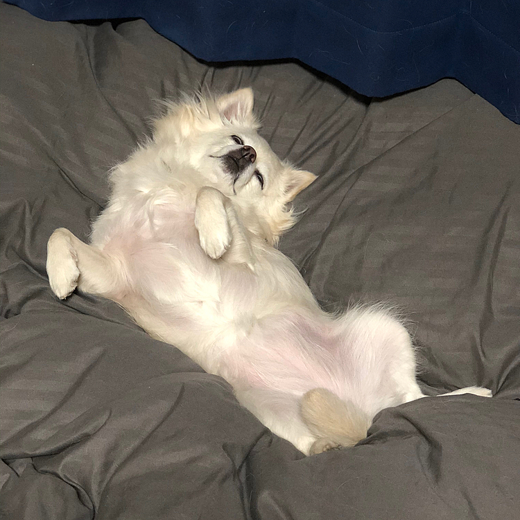 咲夜の小雪🐶
スッポンポンやん💕