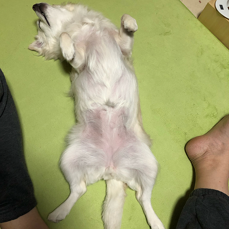 咲夜の小雪🐶
いやいや、移動してもスッポンポンやん🤣