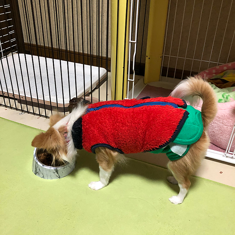 小春は今朝5:30のアラームを聴きながら
💩でる舞🐶
ちょっとアンタ…緩いのは食べ過ぎだね💦😅
昼間にオヤツいっぱい食べてるなぁ❓