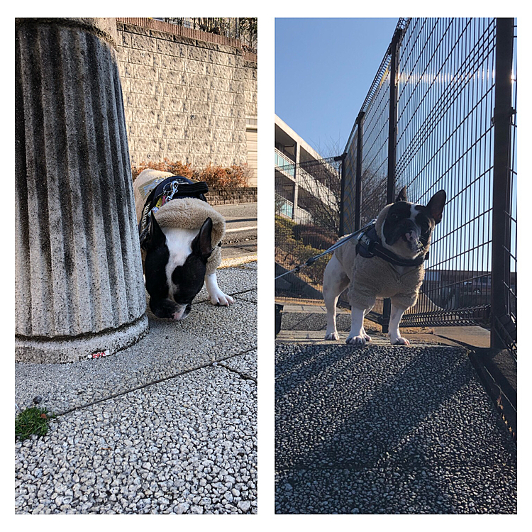 今日もクン活しながらいつもの丘の上へ。