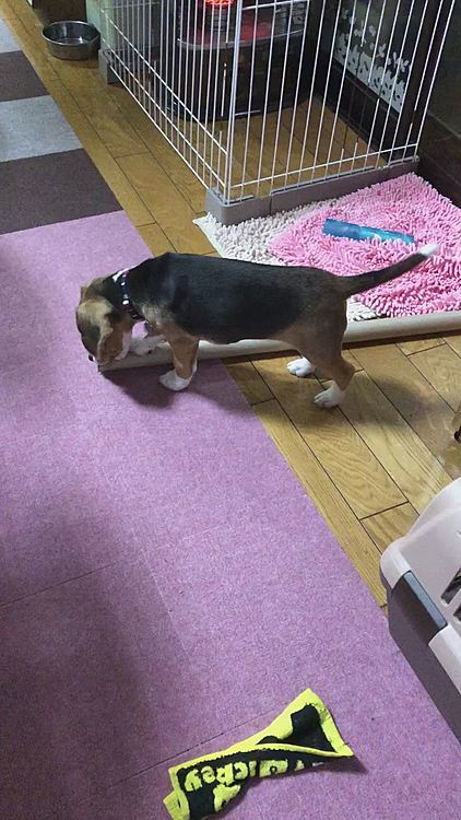 何でもおもちゃ😅