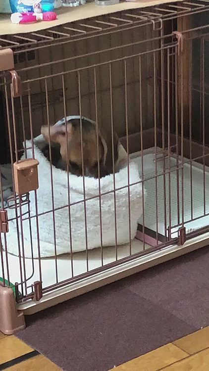 すっぽり入って寝るところ🐶🧢💤
稲荷寿司状態だね😋