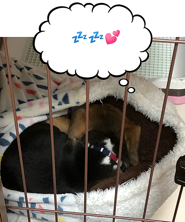 気持ちいいのかな🥰
起きたらまた暴れん坊🐶🧢