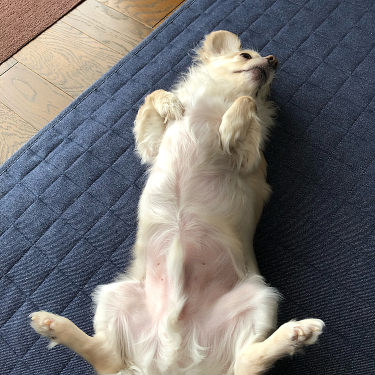 
ほぼ落ち着き、あとは連れて行くのみです😊
両方見なければいけないのはある意味、今の世の中あるあるかな？とも思いますね
私事で…🙇‍♀️でも、書いちゃいました💦

イヴさん、癒しです〜🥰
イヴのヒラキが撮れました😍
結構、気に入ってます😅💕