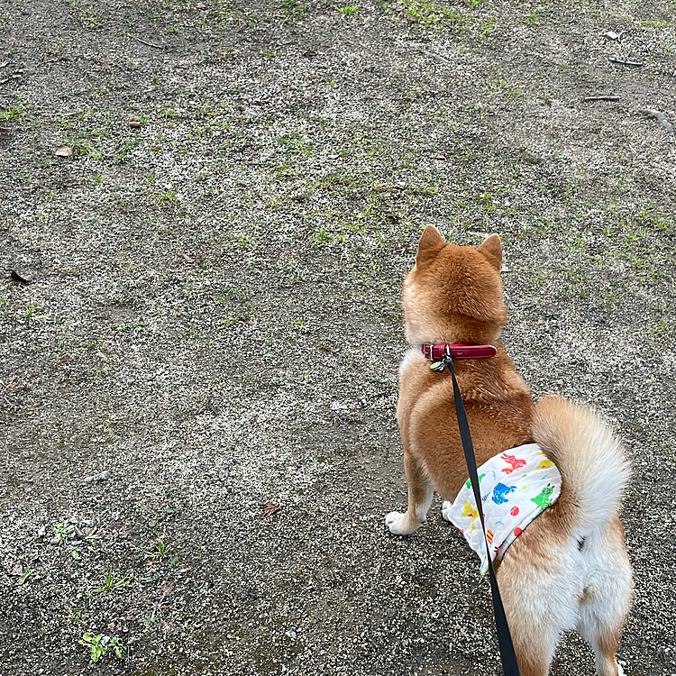 1月25日でまるちゃん8ヶ月になりました。
そして産まれて250日が経ちました。

産まれてから今日まで沢山成長しました、
これからも沢山成長して沢山思い出作っていきたいと思います☺️🍀

まるちゃん。これからもよろしくね！
大好き🥰