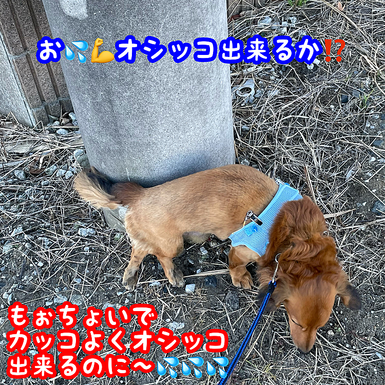 おはようございます(^^)/
今日は休日で久々に青空散歩に出掛けてます｡
まだまだ電柱に寄り掛かり気味ですが､オシッコもチタチタ出てて､ヤル気はMAXの様です(๑•̀ㅂ•́)و✧でもそのヤル気大事だよ｡ココ▽^ェ^▽ ﾜﾝ!