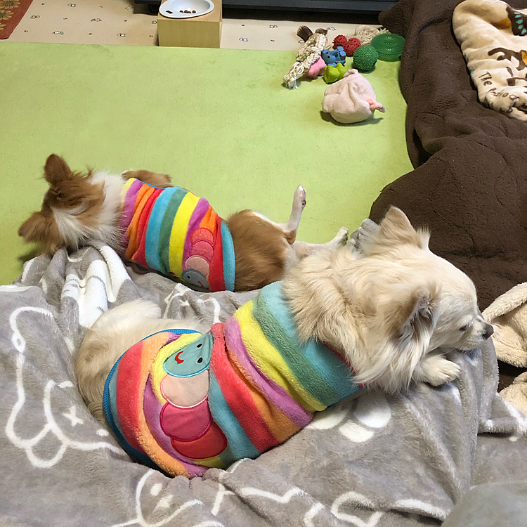 まったりしたい小雪
そんな小雪に遊んで❣️って構う小春
朝からワチャワチャしたから休戦✨
