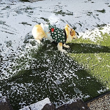 だいぶ溶けてきてから出したのですが、本人は大はしゃぎ🐶