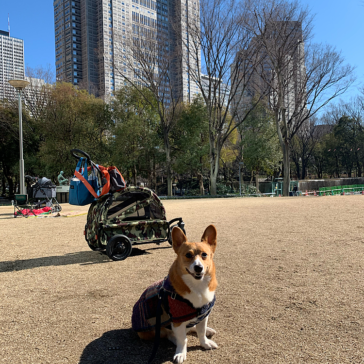 こんにちは😃
今日は都庁のすぐ下にある新宿中央公園にランチに行きました☺️
青空がキレイです✨✨