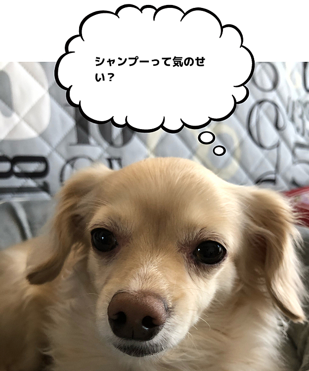こんにちは😃
今日はおうちシャンプーしました。
気のせいじゃ、ありませんよぉ〜
臭いから、洗いましょうね😊