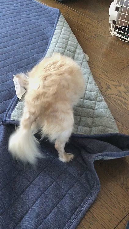 せっかく洗ったのに、ボサボサです😱
そんなに嫌なのかしらね😅