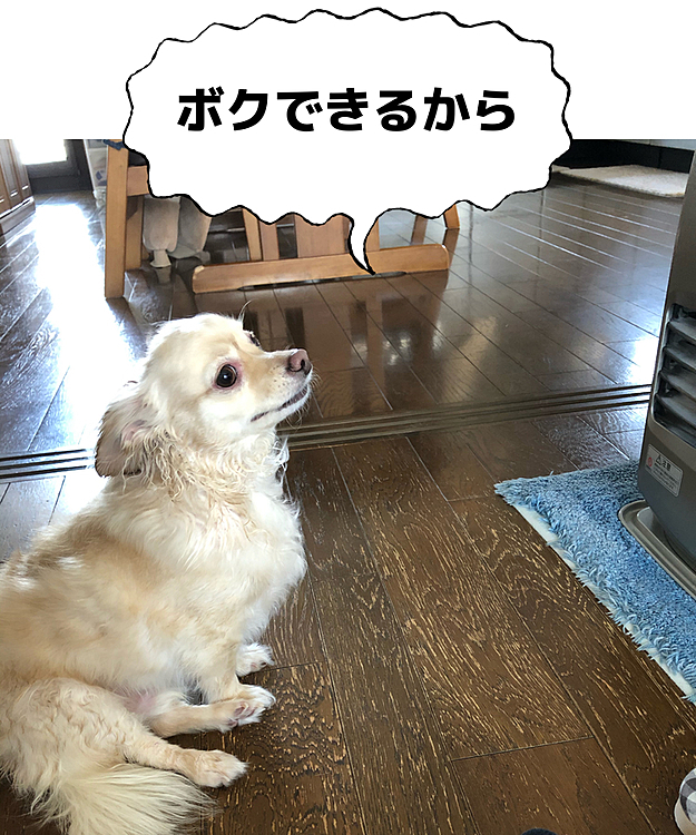 そこそこドライヤーして、後はストーブで乾かしてます😃
お利口さんだね😆💕
寒いから、あったかくなるしちょうどいいかな😊