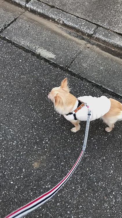 早速、新しいハーネスとリードでお散歩に行ってきました😊