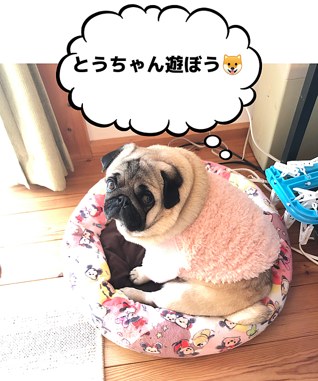 テレワーク中のとうちゃんの足元でお散歩おねだりです😊