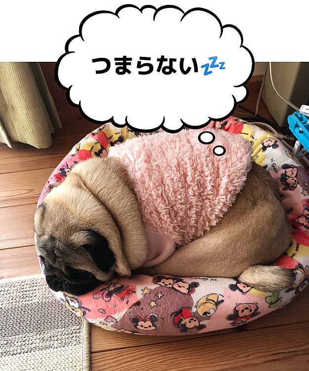 ふて寝です😪
まん丸なイモムシ🐛