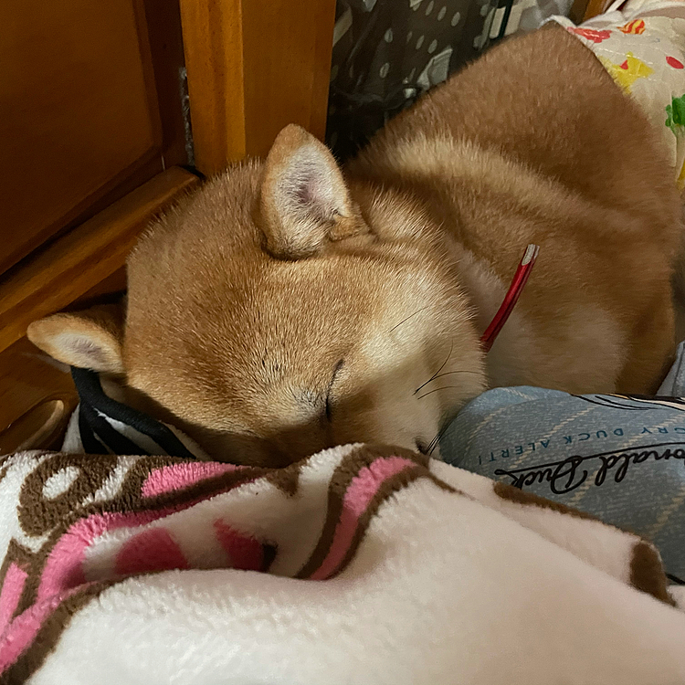 暖かい場所がどこか分かってやがる😡
マジで贅沢犬になってるよ🥺💦

