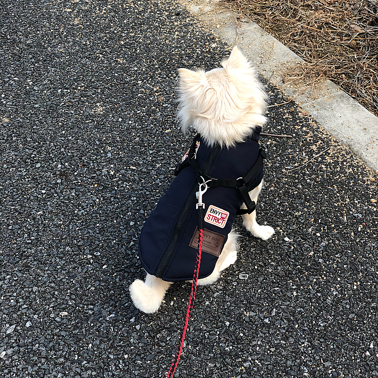 おはようございます☀

小雪は朝から拒否柴ならぬ、拒否チワ🐶
行きたい方向が違うようです🤣