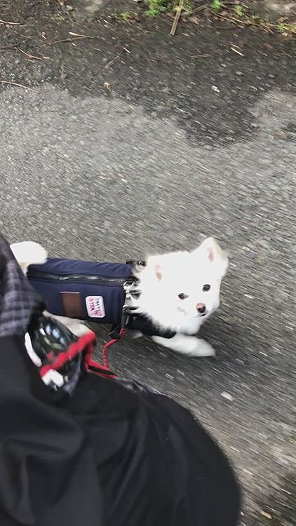 小雪はルンルン🎵で朝ん歩を楽しんできました🐶😊