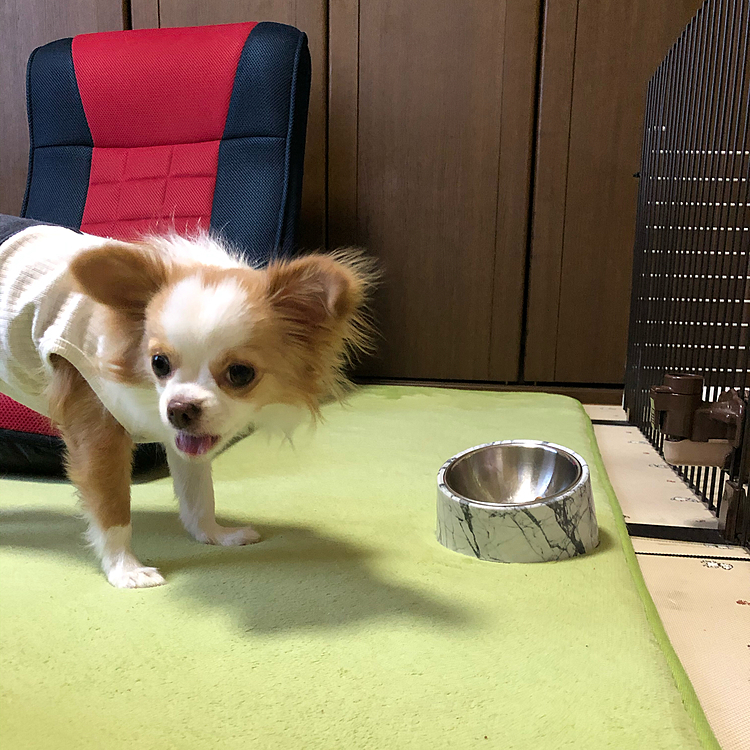 小春はご飯の最中、悪い顔しながら食べます🎵🐶