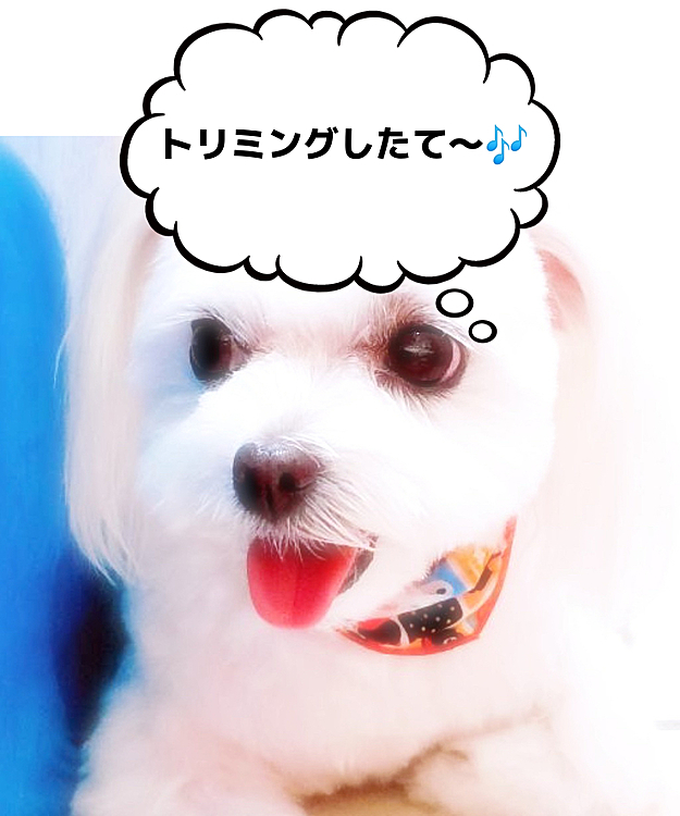 ココの母の投稿