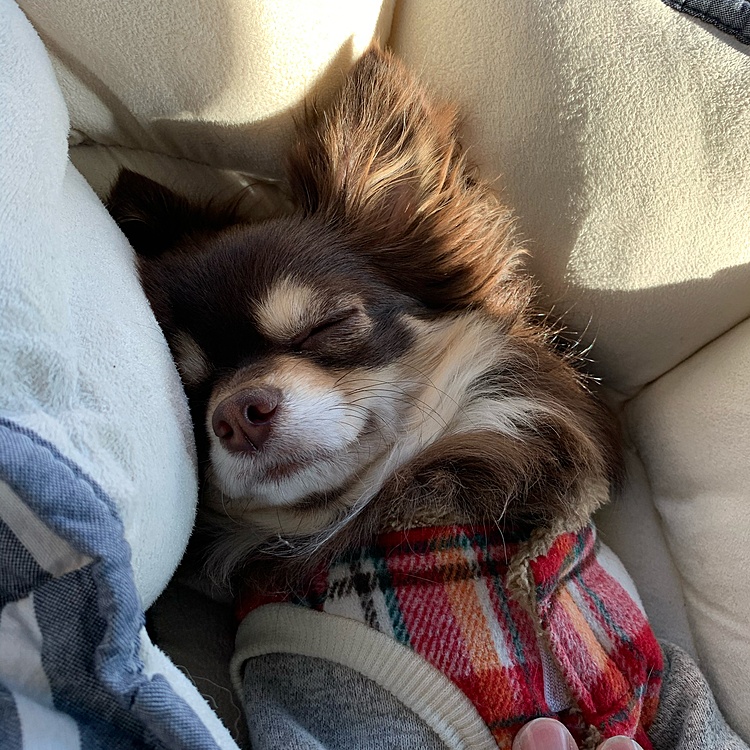 気持ちよさそうです〜🚙