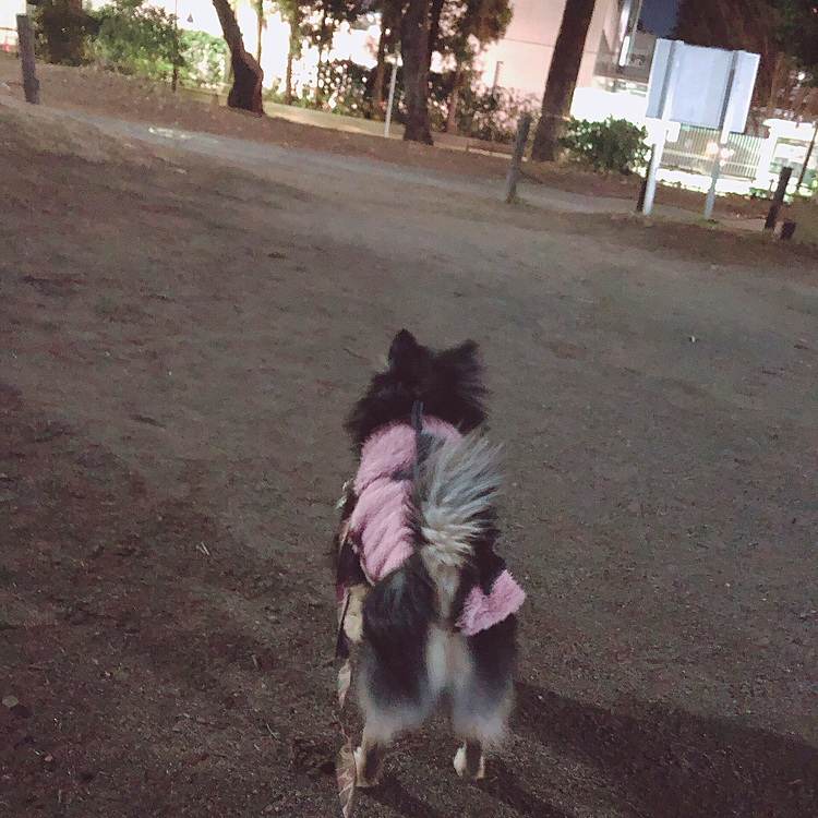 朝も夜も一時間弱お散歩🐾🌟

去年の自粛期間中よく来ていた、通称森林公園🌳です😊

休日なのでとらくんと天体観測🌃💫

なんちゃって🤣💦
でも星が綺麗でした🌟

