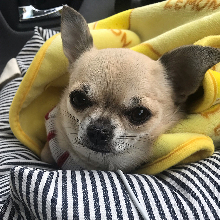 こんばんは🌙
昨日、トリミングへ行ってきました🧴
オチリの周りを丸くカットしてもらってスッキリ美尻のpocoさんになりましたよ🐶❤️
