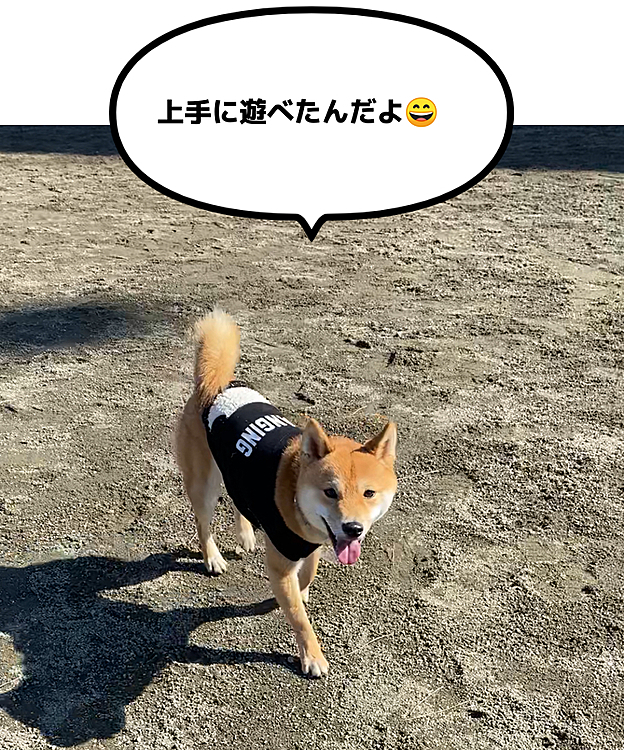 2021.01.31
ドッグランへ行ったらお友達がたくさんいました🐶🐕🎶
