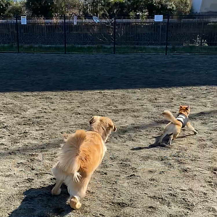 ゴールデンのパピーちゃんと追いかけっこ💨
わん！しないで上手に遊べて楽しそうでした💓