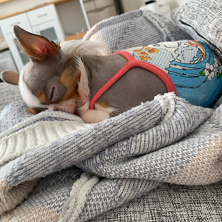 babyの時に着てた服着せて見たらおじさんが下着姿で居るみたいになった🤣これはこれで可愛いかな😋