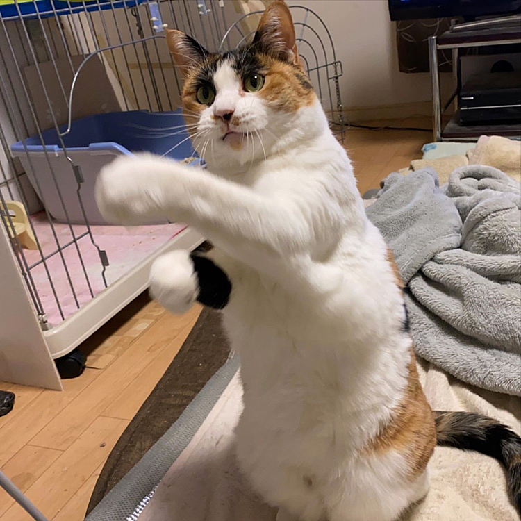 世界を制する左パンチにゃ。