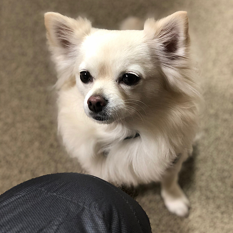 おはようございます😄
小雪は今朝も元気いっぱいお散歩してきました🎵🐶
もちろん、モーニング待ちです🐶