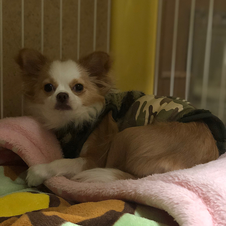 小春は5:00過ぎにトイレ🚽して二度寝〜🎵🐶
やっぱりドームベッドは上よね✨って感じ❓🤣