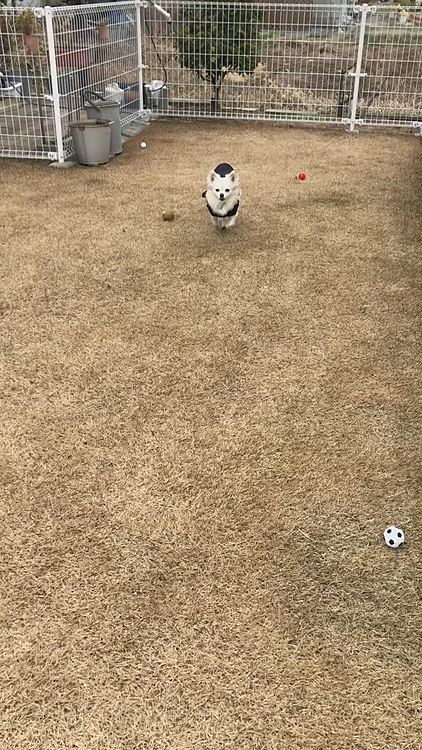 昨日の午後☀️
プライベートドッグランで遊んできました🚗

小雪、まだ呼んでないのに来ちゃった🐶
呼び戻し練習になら〜ん🤣