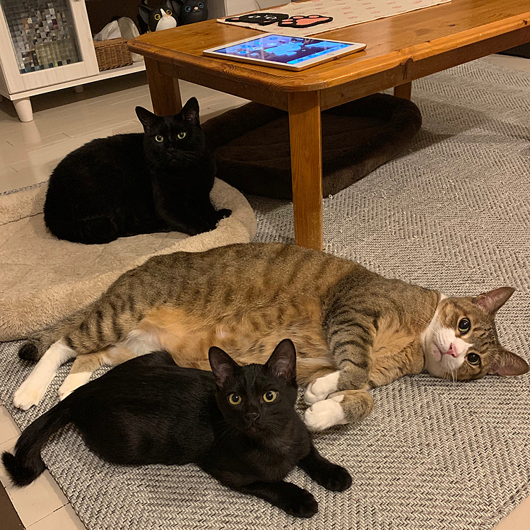 おはようにゃー😽