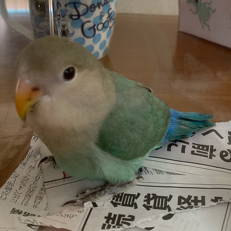 ニューフェイス😆
コザクラインコのベビー🦜
チロちゃんです🤗
よろしくです😉