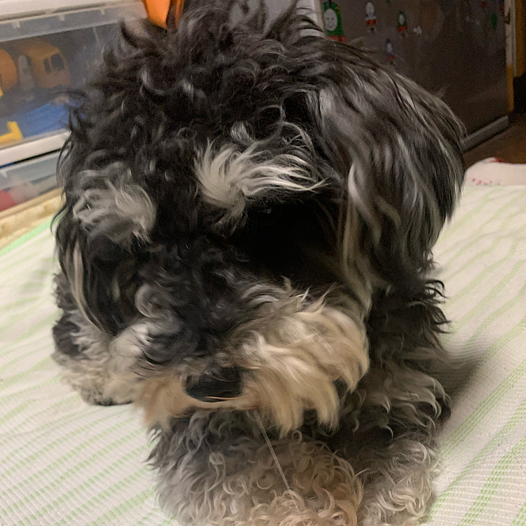 モジャモジャになったサン😅
只今、トリミング中😆
ビフォーアフター後ほど投稿予定🤗