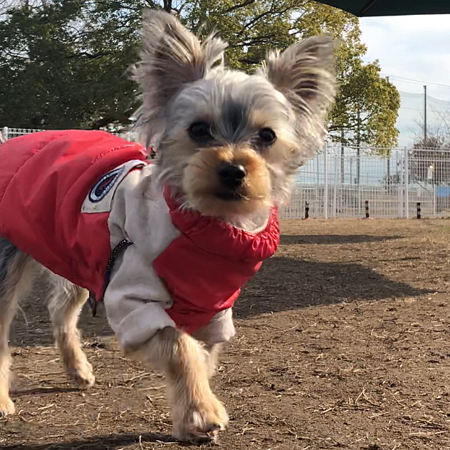 久しぶりに行ってきましたdogランラン🎶
寒いし仲間は少なめ(｡•́ω•̀｡)
でも広々とトトとランニングεε＝(((((ﾉ･ω･)ﾉ
帰りはぐったりサニー♥️
……可愛い…たまらん…