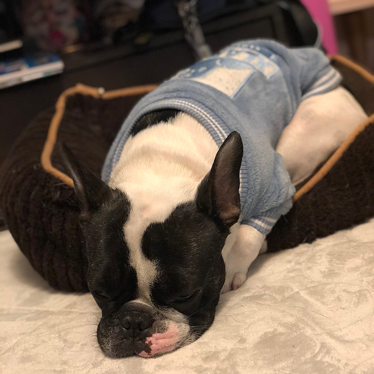 夜ご飯を食べてお散歩行って💩
済ませたら、あとはグータラするだけの様です😅
