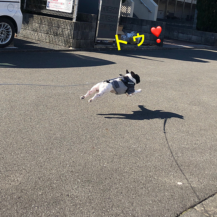 でも、やる時はやるよ❗️🐽
