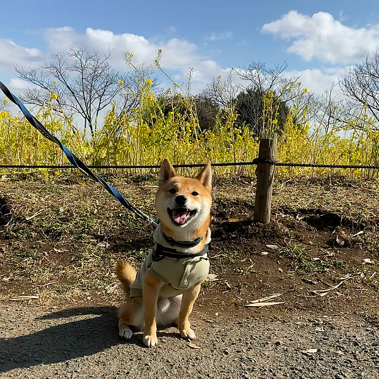 2021.02.01
里山公園に行ってきました😊
広いのでたくさん歩いて🐾たくさん走りました💨