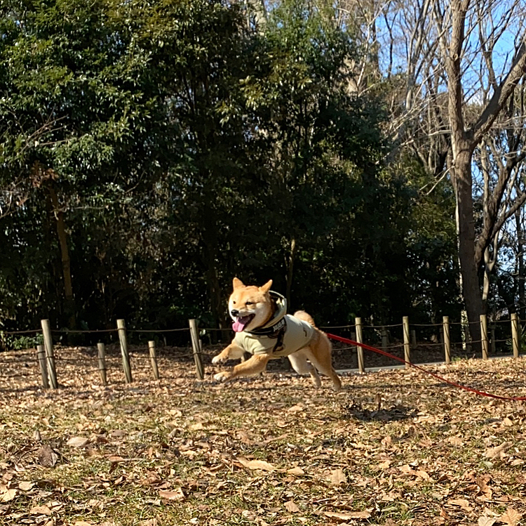 飛んでる櫂も撮れました✈️
楽しそ〜💕
